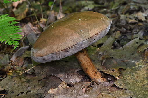 Mushroom tipping point. A reddish-brown bitter bolete in the Connecticut woods in midsummer. When they grow large and heavy, they tend to fall under their own weight.