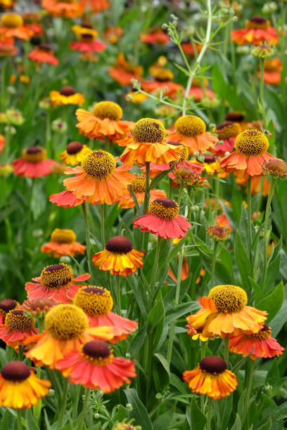 istock Orange Helenium sneezeweed  'Sahin's Early Flowerer' in flower. 1574274210