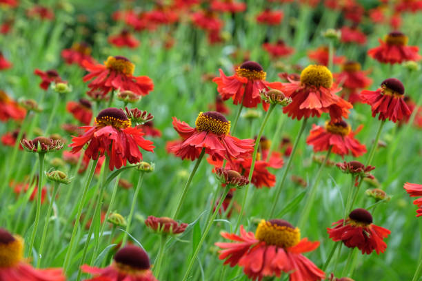 istock Red Helenium sneezeweed 'Moerheim Beauty'  in flower. 1574274216