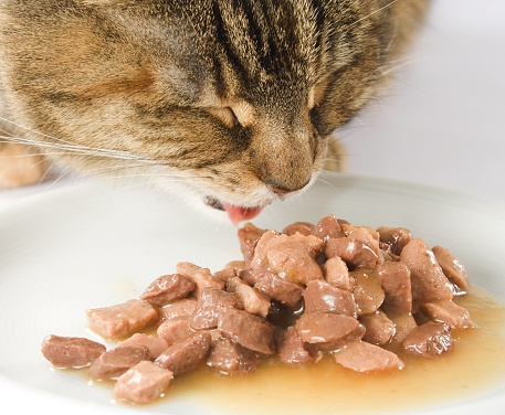 close up from a domestic cat eating wet food