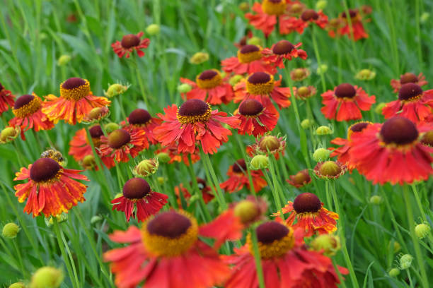 istock Red Helenium sneezeweed 'Moerheim Beauty'  in flower. 1574274751