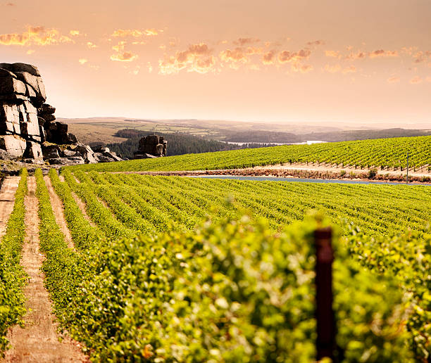 mountain vineyard - barossa valley foto e immagini stock