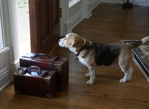 Leaving home - antique red brown leather suitcases on wood floor with front door ajar