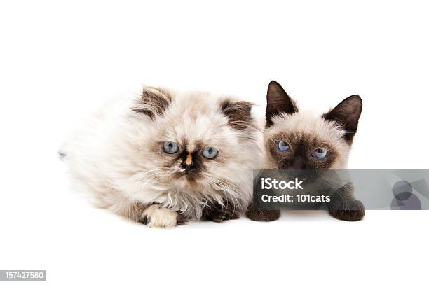 Siames And Persian Stock Photo - Download Image Now - Animal, Animal Hair, Color Image