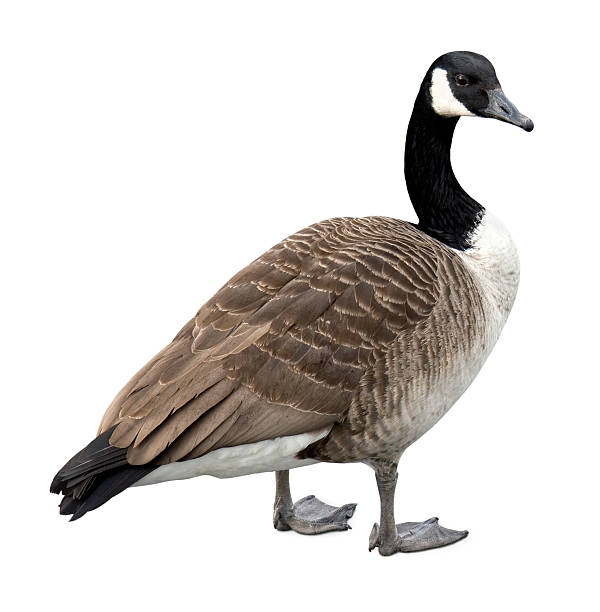 Canada goose on white  canada goose photos stock pictures, royalty-free photos & images