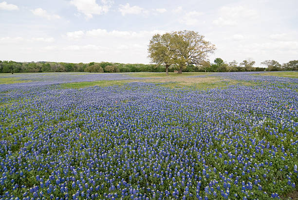 Bluebonnets All Around Vast lake of bluebonnets in pasture. State flower of Texas. texas bluebonnet stock pictures, royalty-free photos & images