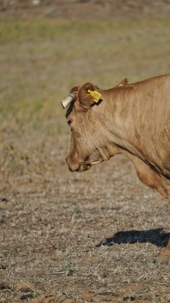 istock cow, bull farm, meat rural 1574278358