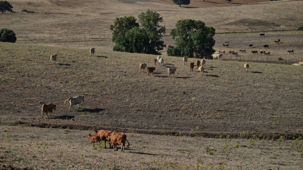 istock cow, bull farm, meat rural 1574278877