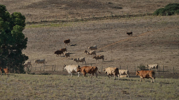 istock cow, bull farm, meat rural 1574279245
