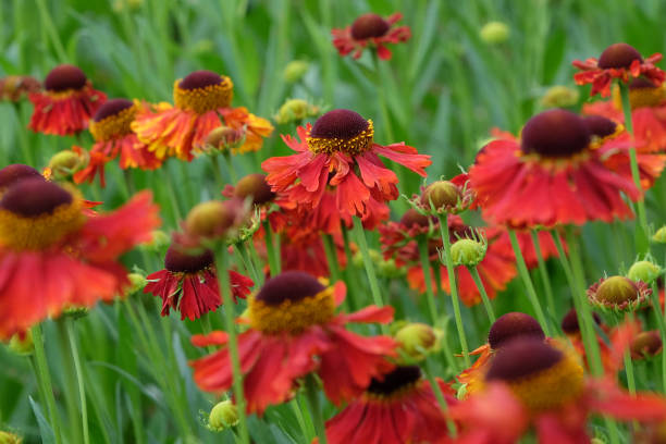 istock Red Helenium sneezeweed 'Moerheim Beauty'  in flower. 1574279439
