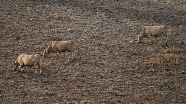 istock cow, bull farm, meat rural 1574279460