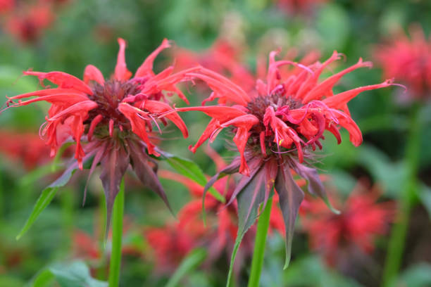 baume d’abeille monarda rouge 'oneida' en fleur. - oneida photos et images de collection