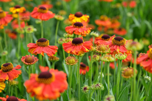 istock Orange Helenium sneezeweed  'Sahin's Early Flowerer' in flower. 1574280057