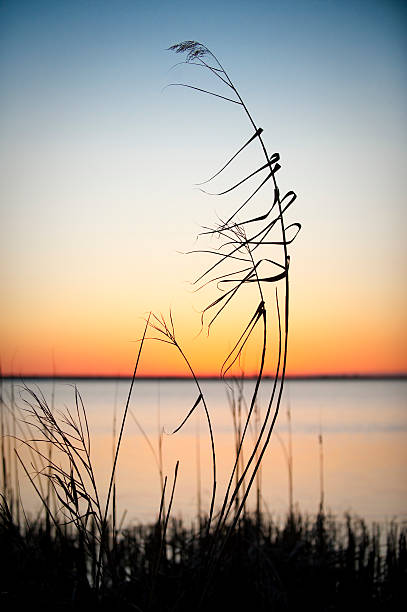 Relaxing Sunset A peaceful sunset over Mobile Bay. mobile bay stock pictures, royalty-free photos & images