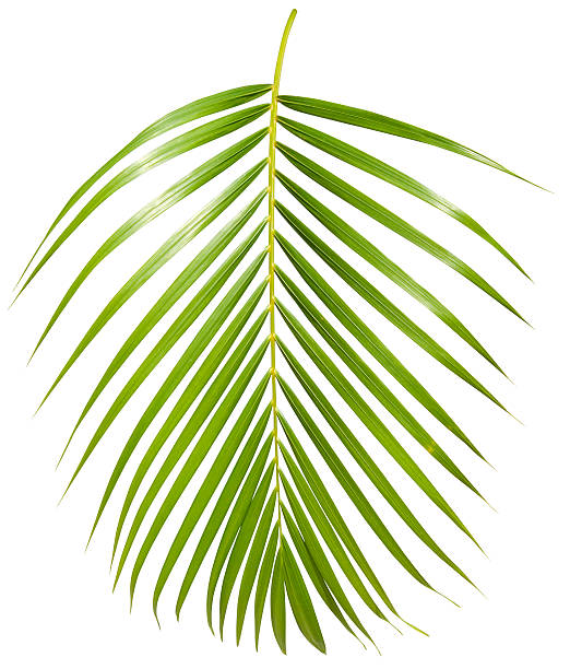 열대 버처 팜형 잎 흰색 바탕에 그림자와 함께 클리핑 경로를 - leaf leaf vein nature green 뉴스 사진 이미지