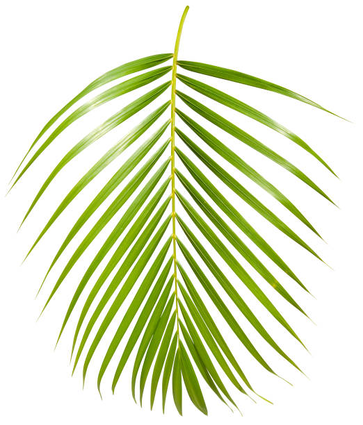 Tropical green palm leaf isolated on white with clipping path