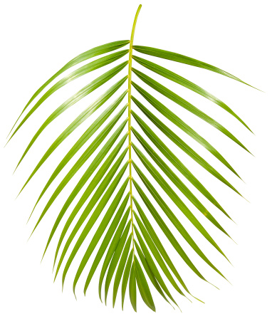 Palm leaf isolated on white, with a clipping path for easy selection, to use as a design element. Further choices below: