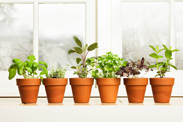 herbes dans le jardin de plantes en pots de fleurs en rebord de fenêtre - window sill photos et images de collection