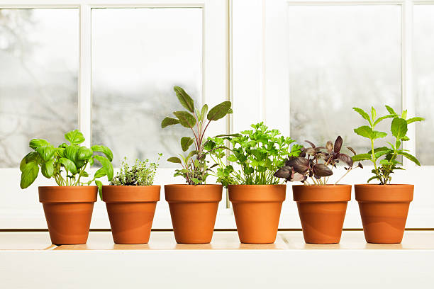 indoor herb plant garden in flower pots by window sill - toprak askerler stok fotoğraflar ve resimler