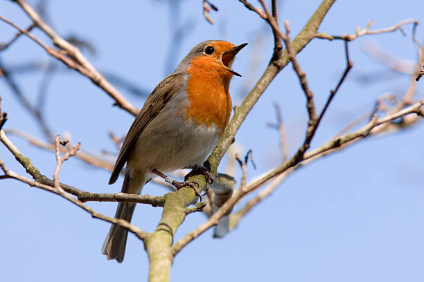 robin (erithacus rubecula) - rotkehlchen stock-fotos und bilder