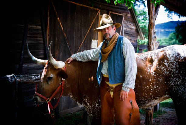 cow-boy avec longhorn - texas longhorn cattle photos et images de collection