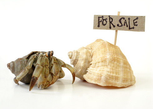 A Hermit Crab inspects a new shell with a 