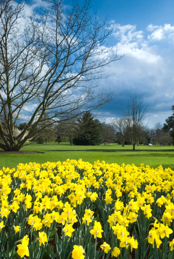 Daffodils mundo (Garden imagen)-XIV photo
