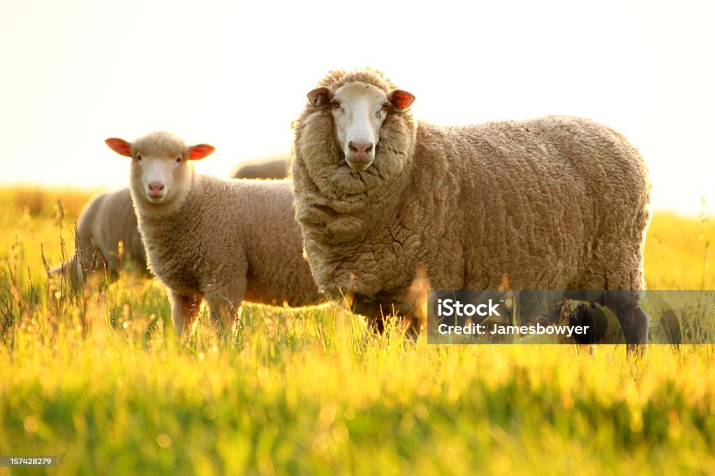 Pecore - Foto stock royalty-free di Pecora merino