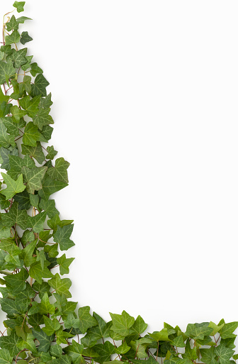 Live English Ivy with vines showing through the leaves, encloses 2 corners on white background. Looks natural as a Vertical or a Horizontal, Rotated or Flipped.