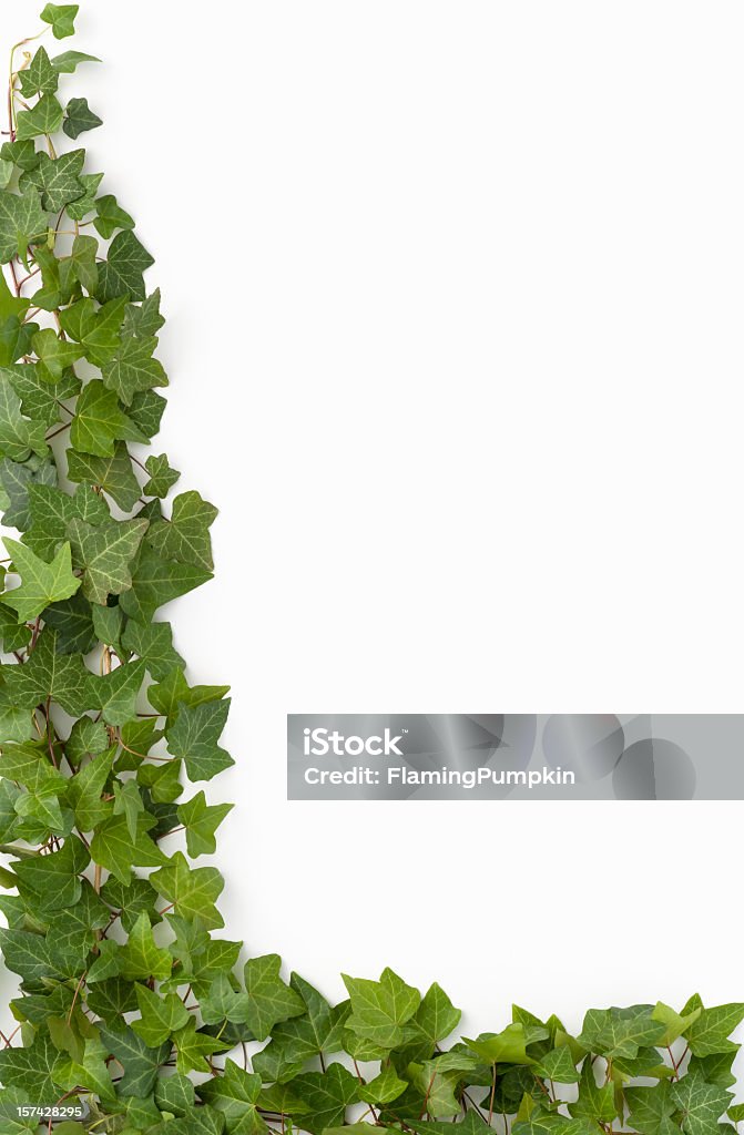 Border - English Ivy on white background Live English Ivy with vines showing through the leaves, encloses 2 corners on white background. Looks natural as a Vertical or a Horizontal, Rotated or Flipped. White Background Stock Photo