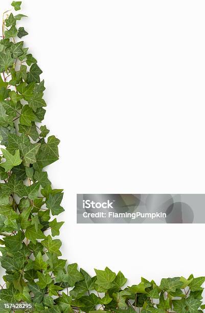 Border English Ivy On White Background Stock Photo - Download Image Now - White Background, Vine - Plant, Ivy