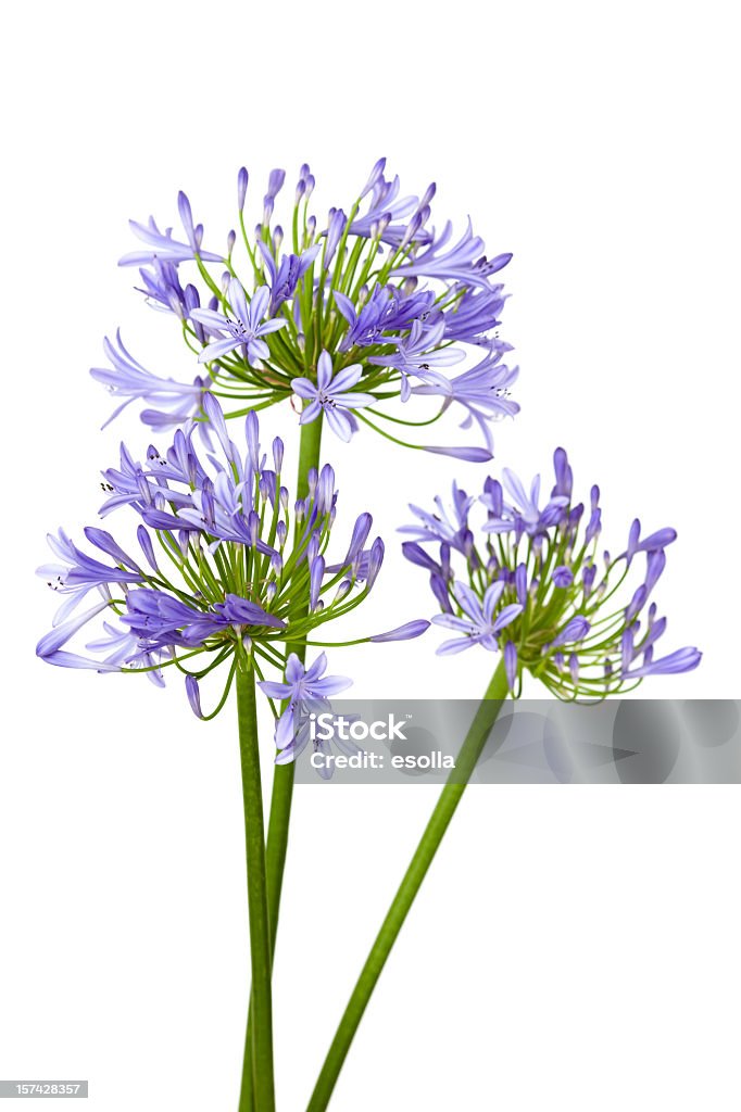 Agapanthus isolated on white  African Lily Stock Photo