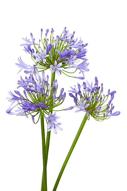 Agapanthus isolated on white stock photo