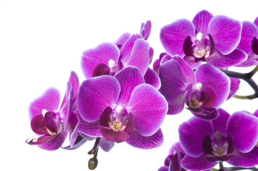 Fresh luxury bunch of violet orchid flowers isolated on white background. Studio shot.