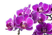 Beautiful purple orchid on white