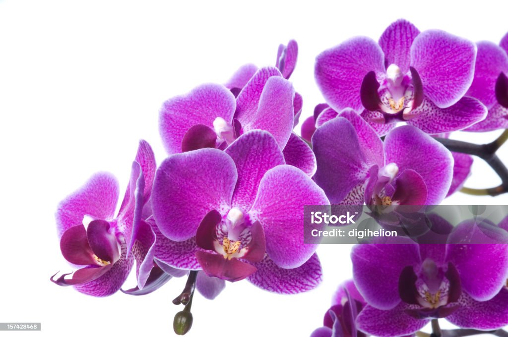 Beautiful purple orchid on white Fresh luxury bunch of violet orchid flowers isolated on white background. Studio shot. Orchid Stock Photo Beautiful purple orchid on white Fresh luxury bunch of violet orchid flowers isolated on white background. Studio shot. Orchid Stock Photo