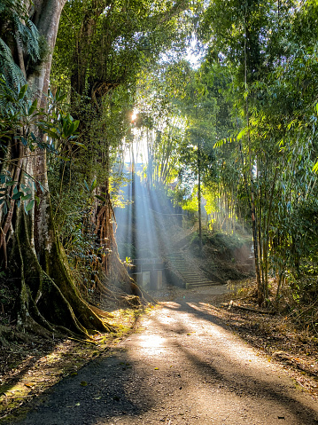 Sun rays break through the foliage of magnificent green tree on the road in the middle of forest. Beautiful summer morning in the forest.Magical summer forest