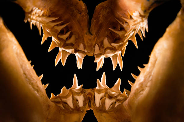 istock Mako shark jaws terrifying toothy silhouette 157428532