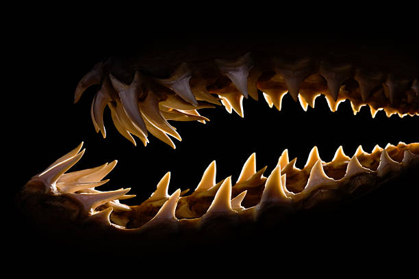 Mako shark jaws terrifying toothy silhouette Shark teeth rows from a Mako jaw. Side view with backlighting in low key. animal teeth stock pictures, royalty-free photos & images