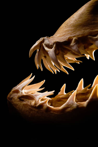 istock Mako shark jaws terrifying toothy silhouette 157428557