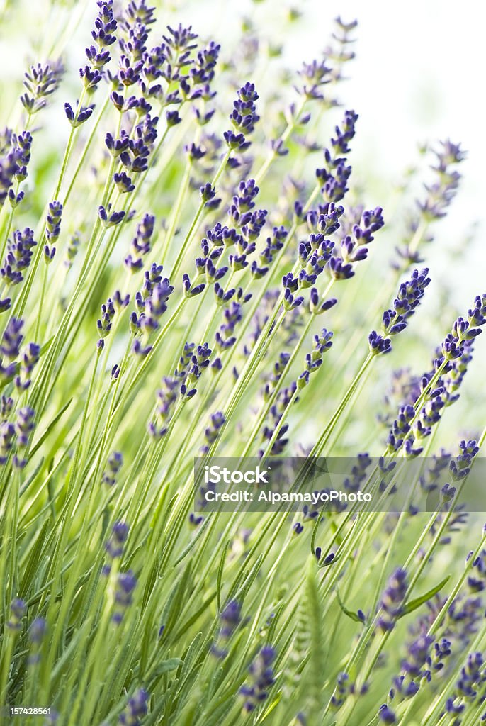 Английская лаванда (Lavandula angustifolia)'Munstead'с V-образным вырезом - Стоковые фото Лавандовый цвет роялти-фри