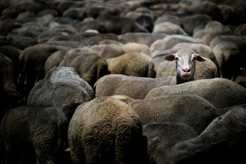 Sheep standing out of the herd. Strong vignetting to emphasize the single sheep.