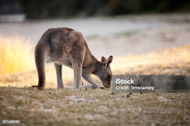 Canguro - Fotografie stock e altre immagini di Batemans Bay - Batemans Bay, Canguro, Ambientazione esterna