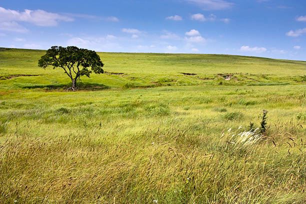Serene landscape of  Kansas Tallgrass Prairie Preserve rolling hills stock photo