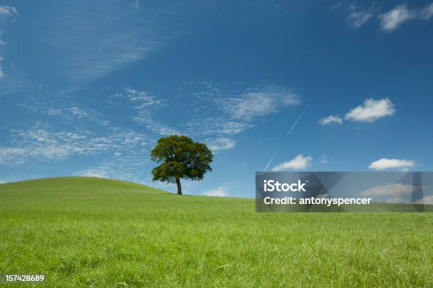 Foto de Uma Árvore Hill e mais fotos de stock de Agricultura - Agricultura, Amontoamento, Bath - Inglaterra