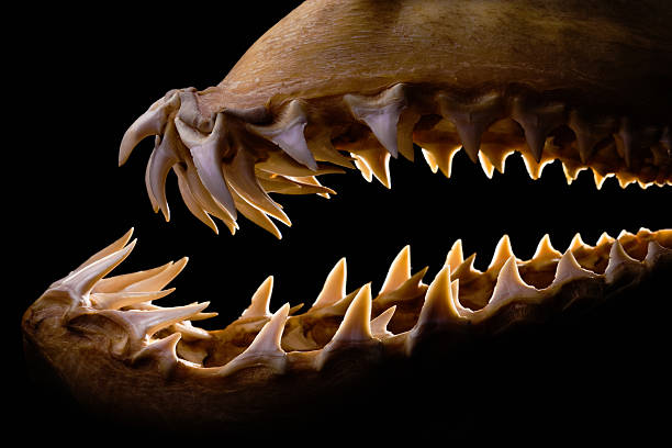 istock Mako shark jaws terrifying toothy silhouette 157428703