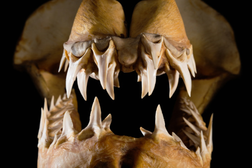 Shark teeth rows from a Mako jaw. Side view with backlighting in low key.