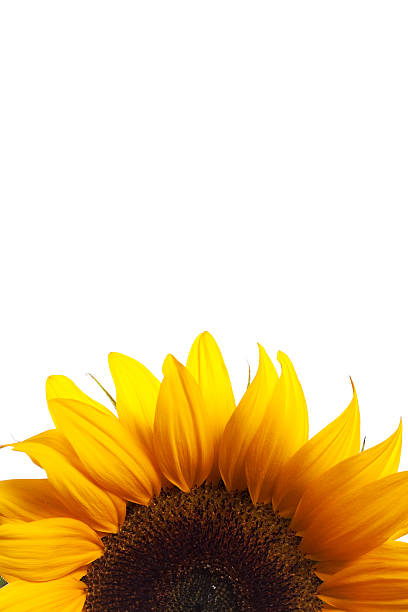 Half Sunflower on White stock photo