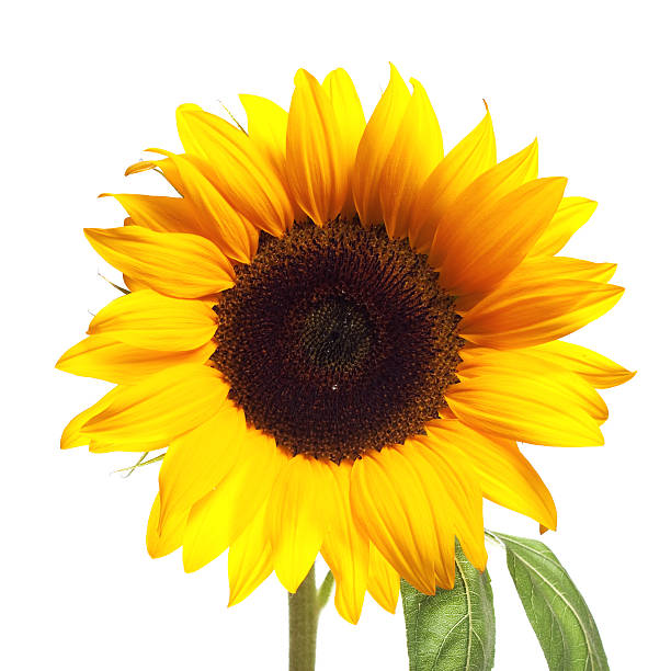Sunflower on White stock photo