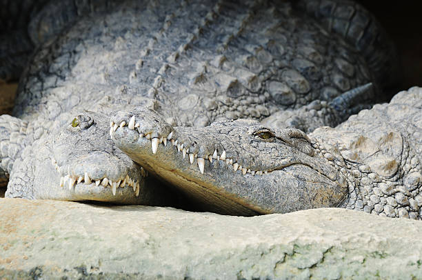 istock crocodile couple cuddling up 157428791